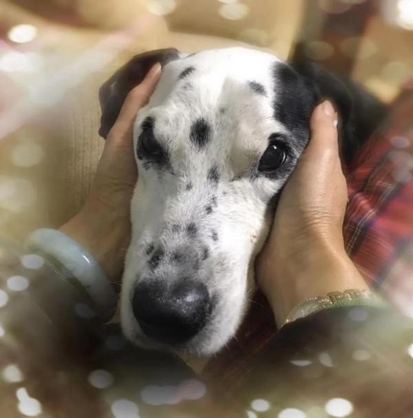 我作為一個非常愛狗的人,為什麼再也不養狗了 我作為一個非常愛狗的人,為什麼再也不養狗了