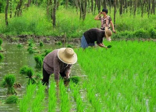 2021年的糧補來通知了,耕地補貼超1200億,這些農民都可直接領 2021年的糧補來通知了,耕地補貼超1200億,這些農民都可直接領