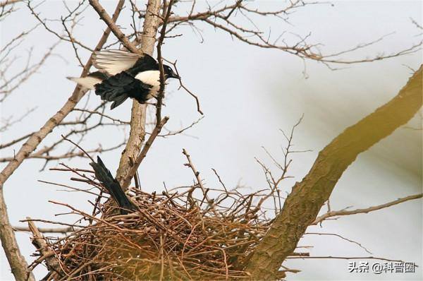 為什麼喜鵲窩不怕雨雪？它的&OpenCurlyDoubleQuote;高層別墅&rdquo;敗絮其外，金玉其中