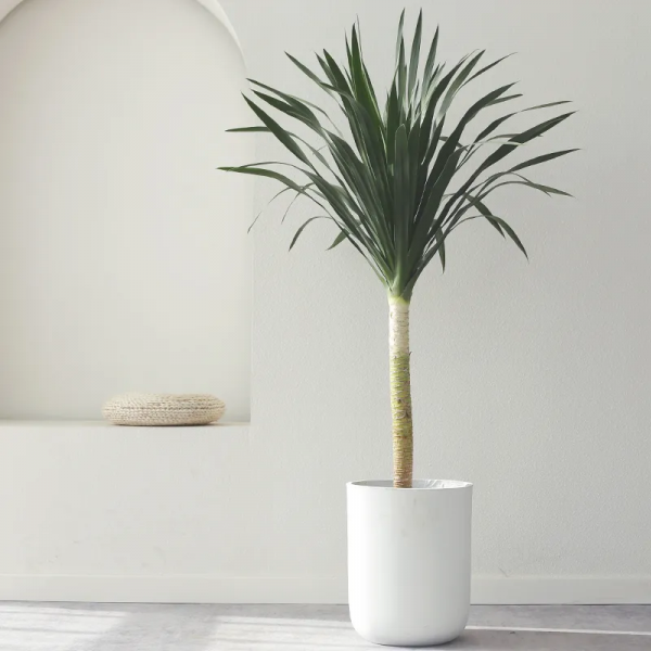 2021年最流行的客廳花卉植物，看看哪種最適合你家