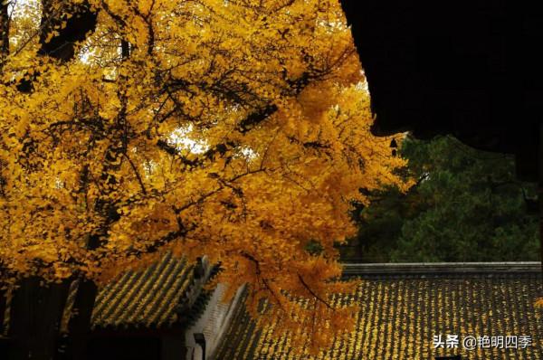 紅螺寺的秋,即使在陰霾的天氣,也是如此金黃燦爛 紅螺寺的秋,即使在陰霾的天氣,也是如此金黃燦爛