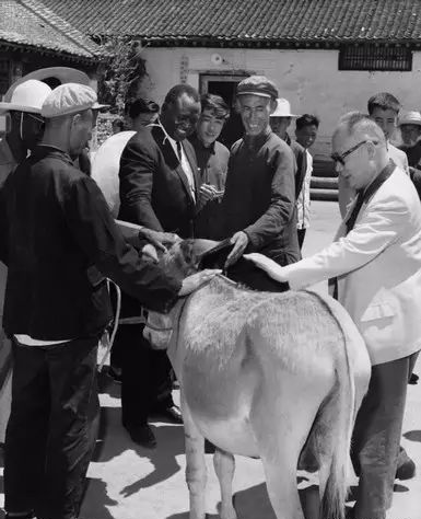 外賓問,中國有三條腿的驢?周總理說是的!這是怎麼回事? 外賓問,中國有三條腿的驢?周總理說是的!這是怎麼回事?