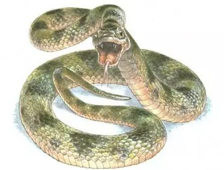 如何給古生物畫上正確的顏色 如何給古生物畫上正確的顏色