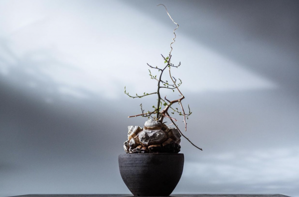 塊根｜在水泥世界中綻放的生命花火