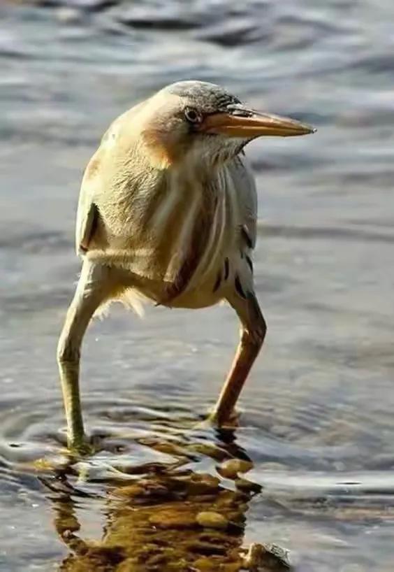 幾十年罕見的鳥，認識兩種算你牛.