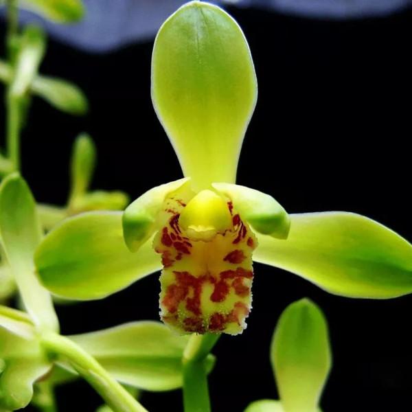 分享一組清新素雅的蘭花