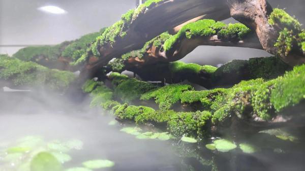 蘭壽金魚、苔蘚、水霧一起碰撞會發生什麼？一個字“美”