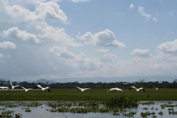 非洲工作之餘遊-納庫魯湖國家公園