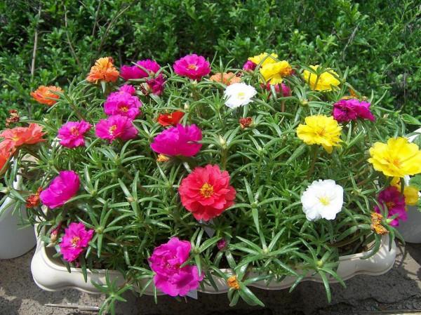 養這10種懶漢花,十天半月不澆水,照常枝繁葉茂,花開不斷 養這10種懶漢花,十天半月不澆水,照常枝繁葉茂,花開不斷