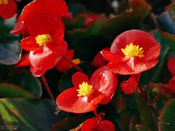 就算不小心枯了，也要重新養一盆的6種花，因為實在太優秀