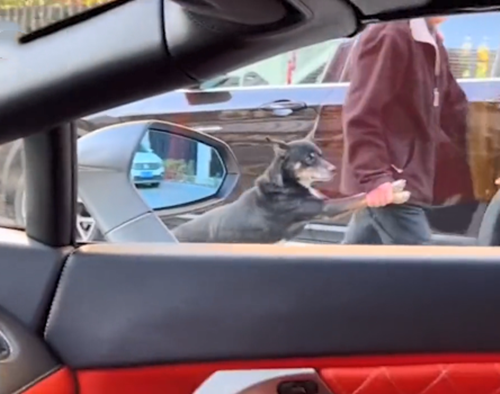 老遠看見老人在帶狗遛彎，湊近看清後卻有些語塞了：真硬核遛狗