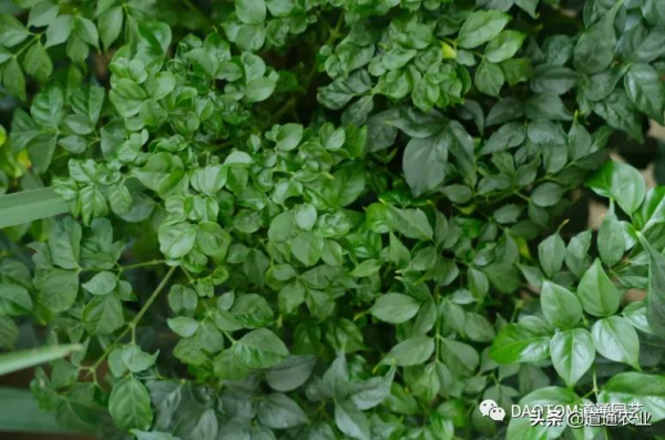 家裡養幾盆這些寓意好，養護容易的盆栽，讓家中招財又進寶