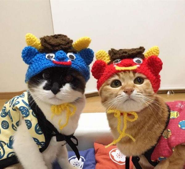 為什麼養過貓的人，都不建議養母貓呢？6個原因太戳心了