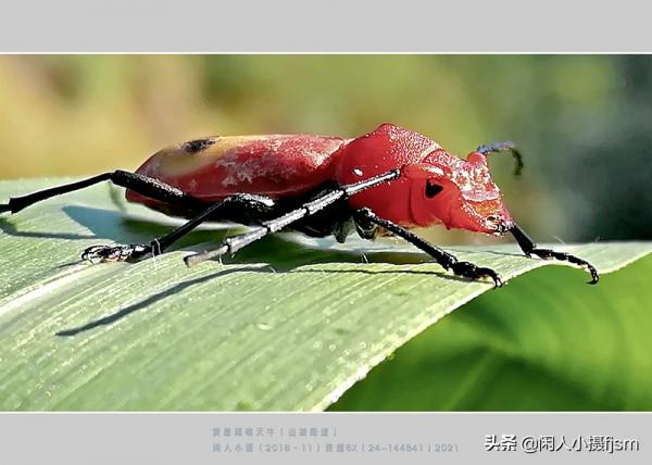 手機昆蟲攝影:天牛,拍攝技巧分享,你見過這幾種天牛嗎? 手機昆蟲攝影:天牛,拍攝技巧分享,你見過這幾種天牛嗎?