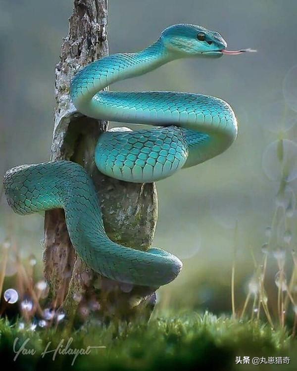 細菌之美：培養皿上的斑痕，比梵高筆下的《星空》更加豔麗