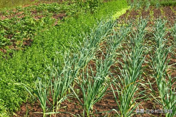 菠菜、韭菜、大蒜、小麥,冬前這兩點別忽視,產量高低就在這 菠菜、韭菜、大蒜、小麥,冬前這兩點別忽視,產量高低就在這