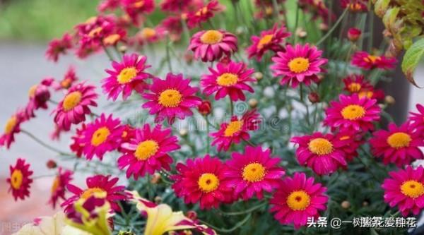 秋天買什麼花？這20種花建議選幾個，好看又好養，秋天買沒錯