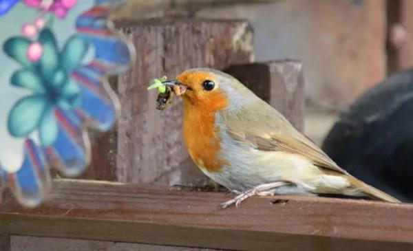 分享圖片——知更鳥（上帝之鳥）