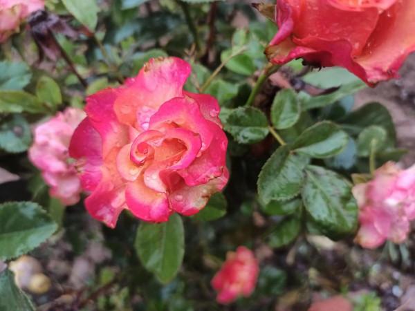 花花草草圖 花花草草圖