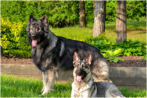 昆明犬和德牧區別在哪,你會選養哪隻? 昆明犬和德牧區別在哪,你會選養哪隻?