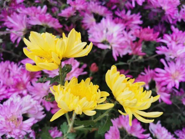 在這個陪著楓葉飄零的晚秋