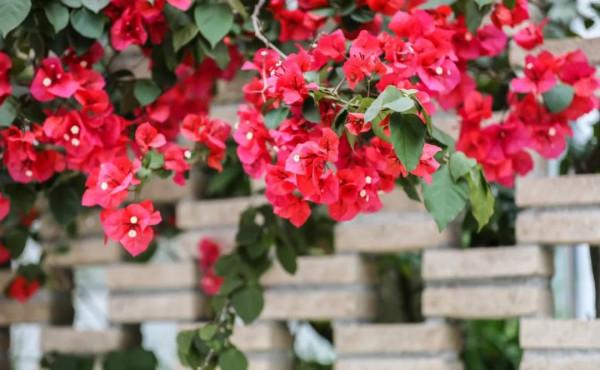 人間四月天，在坪山眼見皆美好