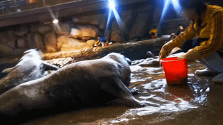 不穿秋褲的極地動物如何禦寒? 不穿秋褲的極地動物如何禦寒?