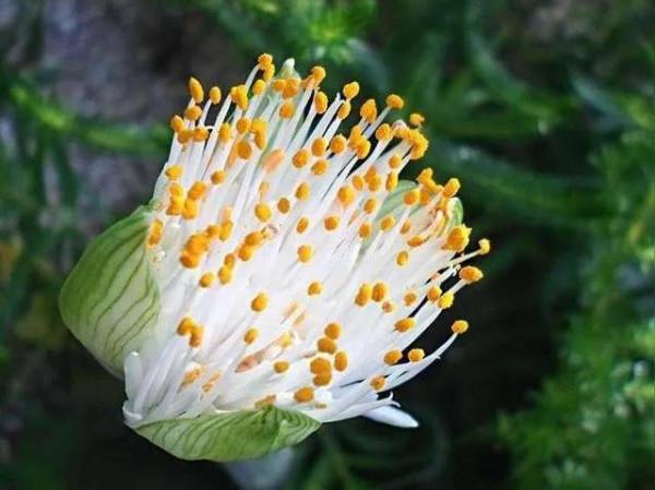 24種帶有&OpenCurlyDoubleQuote;虎&rdquo;字的植物，有些花卉名稱都沒聽過，你認識幾種？