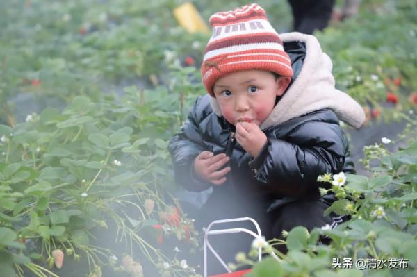 【組圖】草莓：紅果綠葉香滿園