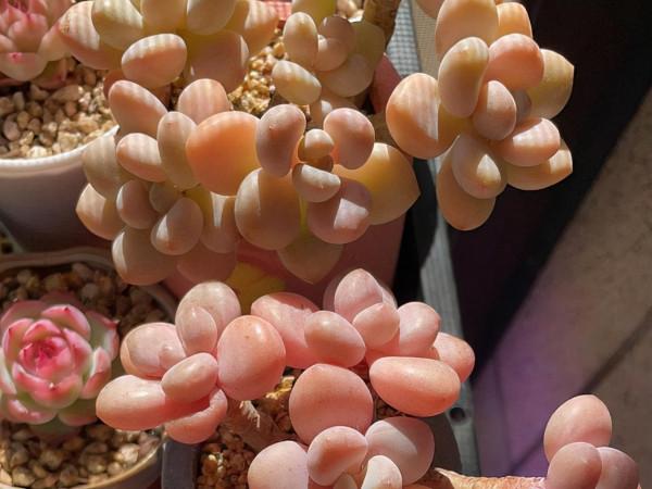 桃蛋加勞爾等於洛神，容易養成老樁，出狀態時顏色橙黃真漂亮