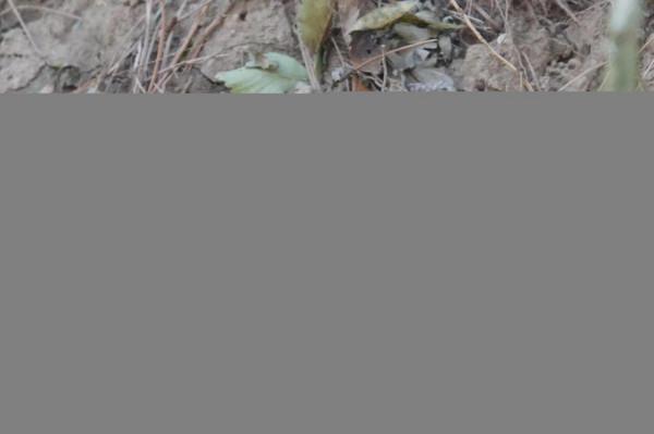 元大都遺址公園的鳥