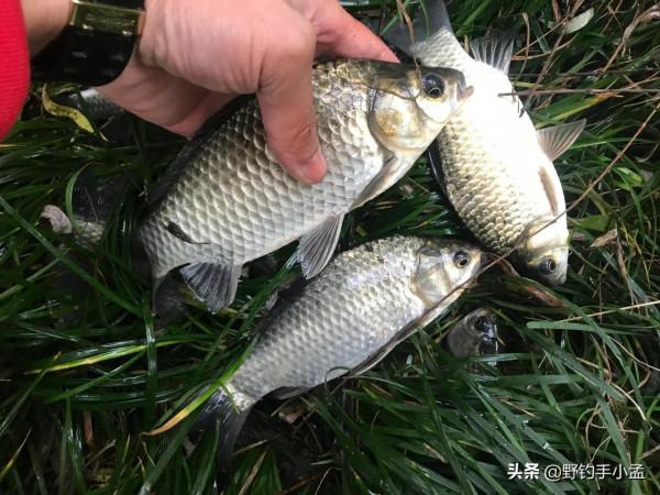 冬釣鯽魚為啥越早口越好?解讀冬季做釣大板鯽的最佳時間段 冬釣鯽魚為啥越早口越好?解讀冬季做釣大板鯽的最佳時間段