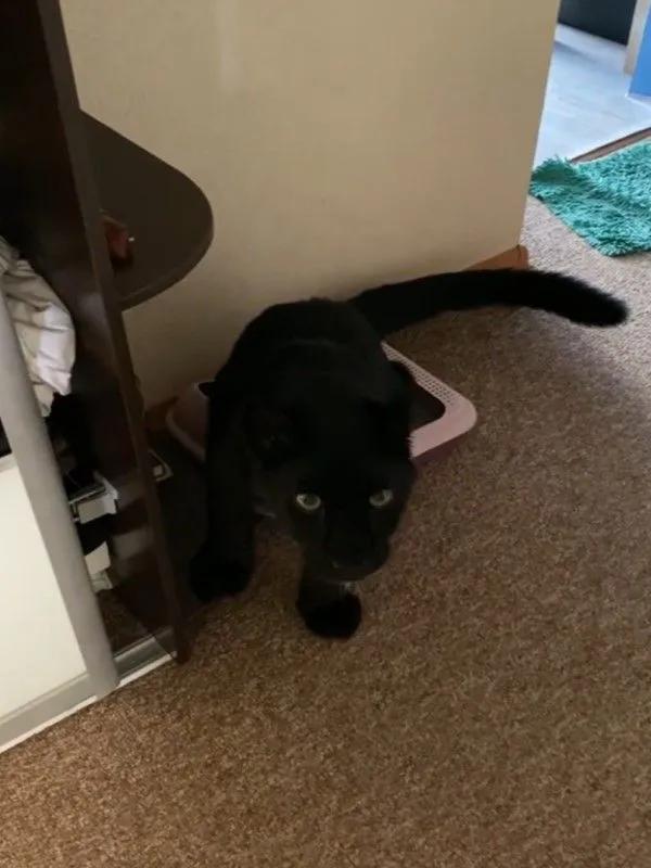 對於這隻黑豹來說,這個貓廁所確實小了一點點 對於這隻黑豹來說,這個貓廁所確實小了一點點