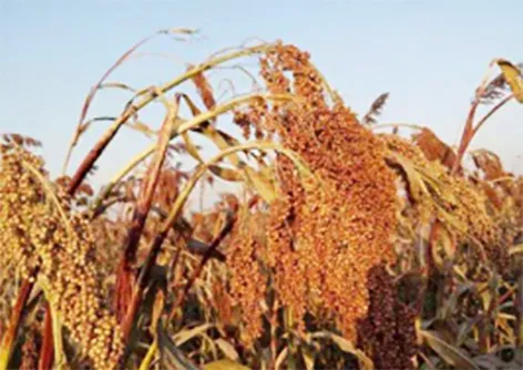 莫言：做個晚熟的人，即使無人等候