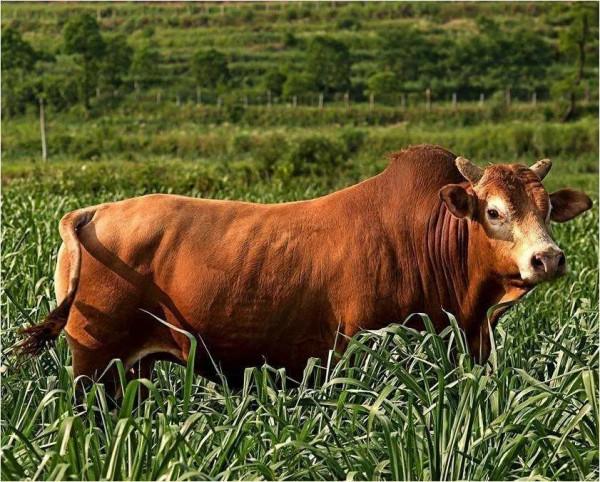 民間故事：男子娶媳婦，家中黃牛跑半路攔截口吐人言，小子沒良心