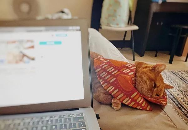 6年前打工養活病重貓,6年後患憂慮症,想不開被它救回,漸痊癒 6年前打工養活病重貓,6年後患憂慮症,想不開被它救回,漸痊癒