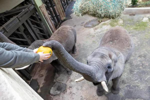 萬聖節將至，塔林動物園將為大象舉行南瓜派對