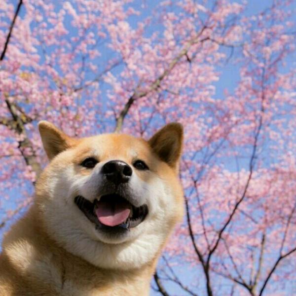 爆某劇組殺青遺棄“小生命”，站在門口等待惹人疼，網友怒斥缺德