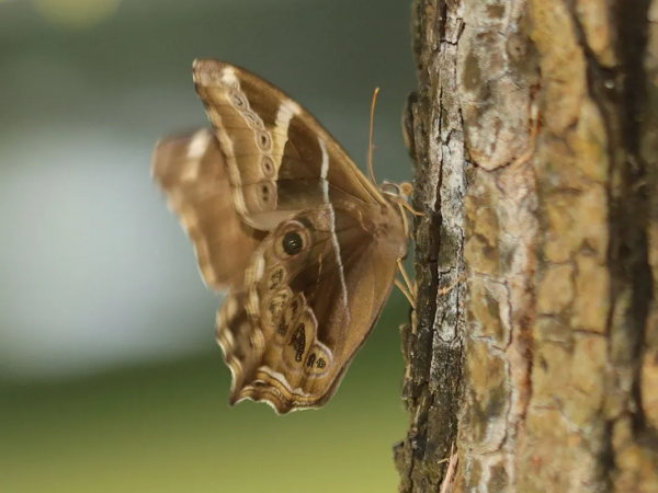 【探索】又到賞蝶季,你知道上海的常見本土蝴蝶有哪些嗎?奉上攻略→ 【探索】又到賞蝶季,你知道上海的常見本土蝴蝶有哪些嗎?奉上攻略→