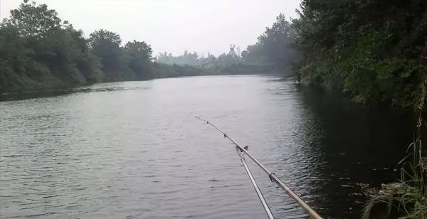 入侵我國最成功的物種？南方水域繁衍40年，有人卻誤以為它是草魚