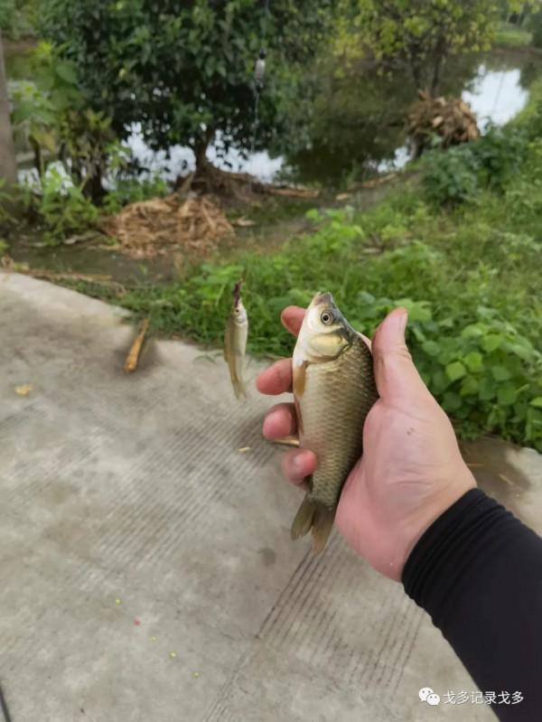 快樂遊釣遇見野猴,一路上意外多多,驚喜不斷 快樂遊釣遇見野猴,一路上意外多多,驚喜不斷