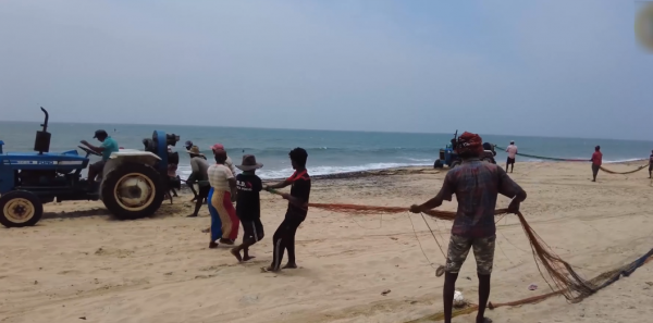 絕戶網的威力有多大？斯里蘭卡漁民用拖拉機捕魚，抓的魚還不夠分