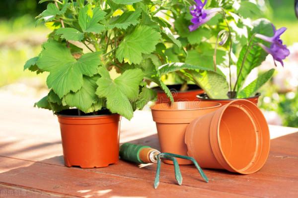 第一次發現,家裡這些垃圾用來養花,是這麼實用 第一次發現,家裡這些垃圾用來養花,是這麼實用