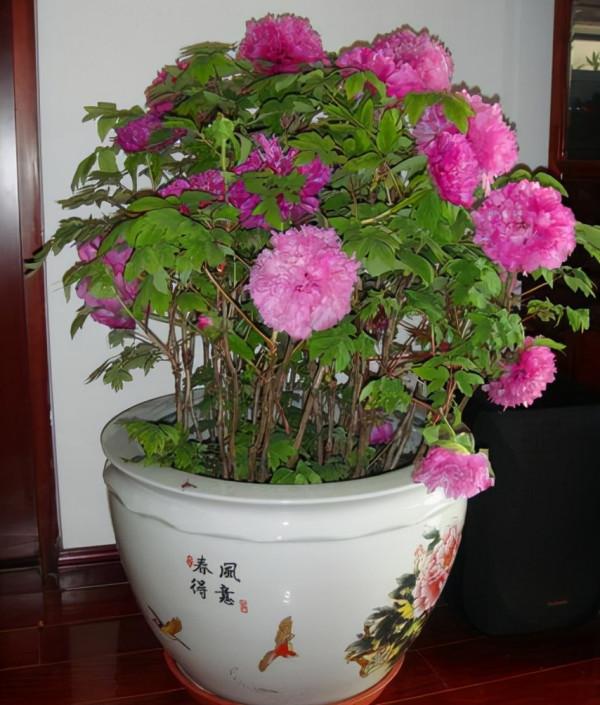 養花不能夠隨便,養花就要養價值高的花,能讓生活更健康美麗 養花不能夠隨便,養花就要養價值高的花,能讓生活更健康美麗