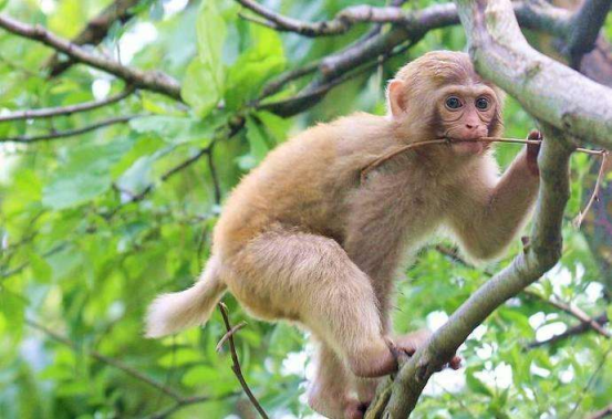 泰國女孩臉上長滿毛髮，長相特殊受盡嘲諷，父母卻視她為掌上明珠