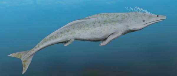 鯨魚：海爬走了，輪到我整活兒了，鯊魚你給我等著