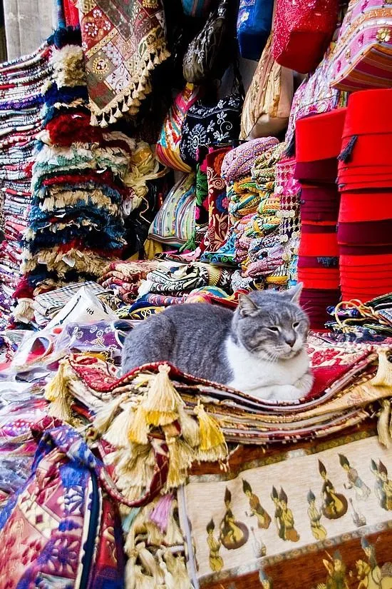 偶遇路中央喝水的流浪貓，大叔停車等候，畫面過暖
