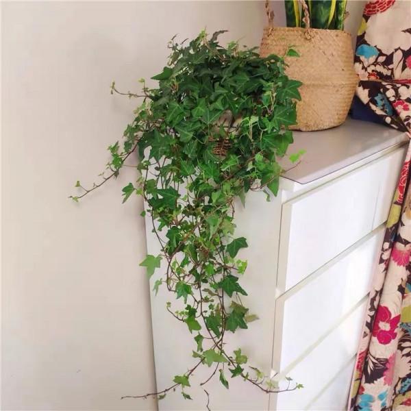 6種健康花,家裡養一盆,格調高壽命長,乾淨,健康,運氣好 6種健康花,家裡養一盆,格調高壽命長,乾淨,健康,運氣好