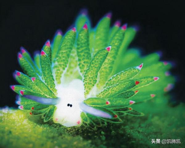 生活在海底的小羊肖恩，是可以進行光合作用的“羊”