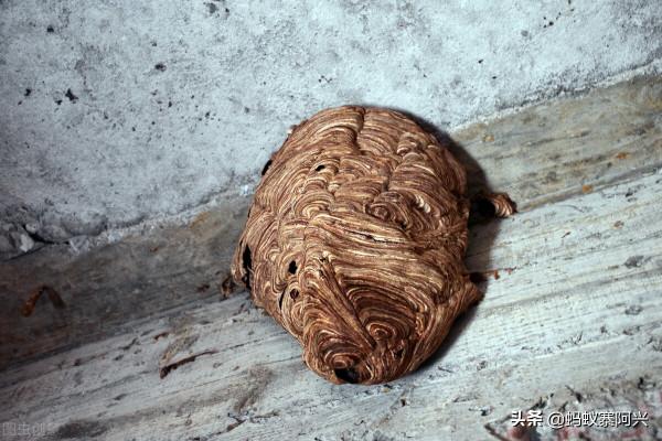 站在“食物鏈頂端”的雲南人，聽說在吃蟲這件事上，他們當仁不讓
